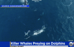 一生难忘的表扬: 鲸鱼船拍摄到杀人鲸捕食海豚的