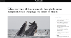 加州：照片捕捉到了一只海狮差点被鲸鱼吞下的
