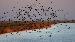 研究发现北美的鸟类数量自1970年以来下降29%