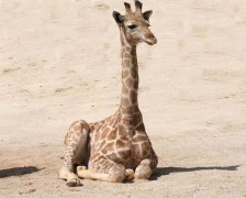 LA动物园添新成员 新生小长颈鹿1米67高