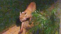 南加州西米谷遭遇美洲狮袭击,2狗1死1伤