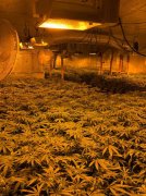 Perris警方缴获超2000株大麻 邻居举报漏水揭真相