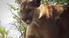 加州一雄性山狮屡次袭击宠物和牲畜被判处死刑