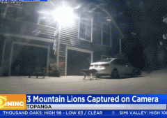 洛杉矶县一居民区惊现三只美洲狮！监视录像拍