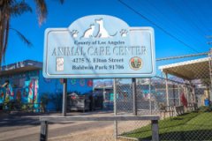 山猫大火救出100只狗狗！LA官员呼吁市民收养