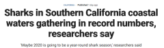 今年鲨鱼没“搬家”！南加州海域鲨鱼数量创历