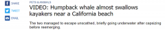 惊悚！连人带船被座头鲸一口吞下 视频拍下惊险