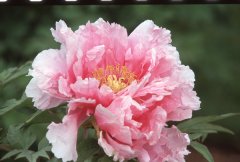 袁曉輝Rita : 牡丹和芍藥Peony (转载)