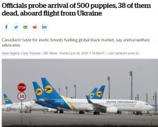 可怕!多机场航班货舱挤满500幼犬
