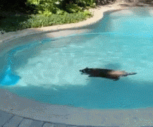 加拿大浣熊已成精 居民家泳池畅游