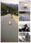 流浪狗跟随驴友奔跑千余公里征服青藏高原---励