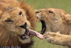 登陆定居 - 非洲公狮移情别恋 遭母狮空前猛烈攻