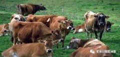 ​苏格兰外海小岛出售 附赠大批牛牛