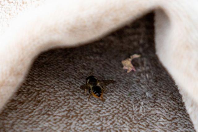 怕本土蜜蜂毁灭，英国政府部门全力“追杀”一只蜜蜂：必须摧毁