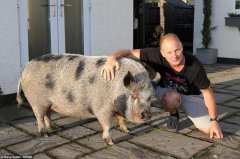 英男子买迷你猪最重63斤，结果伙食太好5年长到