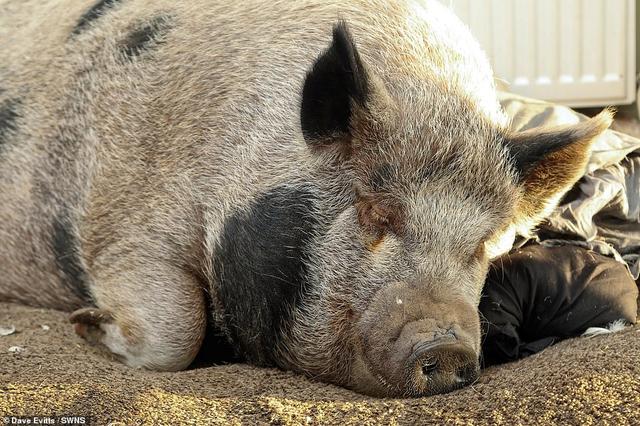 英男子买迷你猪最重63斤，结果伙食太好5年长到350斤变大肥猪