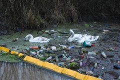 心痛！英国白天鹅在运河垃圾堆中觅食，昔日优