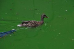 英国运河一夜之间变成亮绿色，鸭鹅自在游泳场