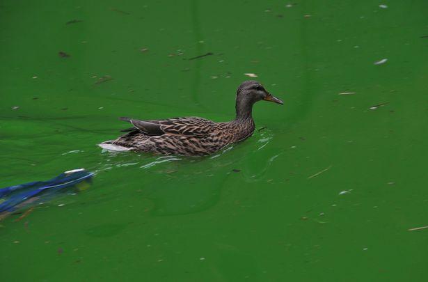 白毛浮绿水？英国运河一夜之间变成亮绿色，鸭鹅自在游泳场面诡异