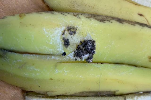 英国男子发现香蕉有凸起疤痕，切开细看，竟蹿出数十只剧毒小蜘蛛