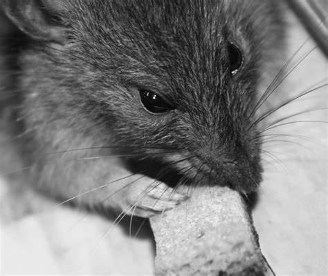 英国老鼠基因突变成“超级大鼠”，老鼠药都毒不死，疯狂繁殖肆虐