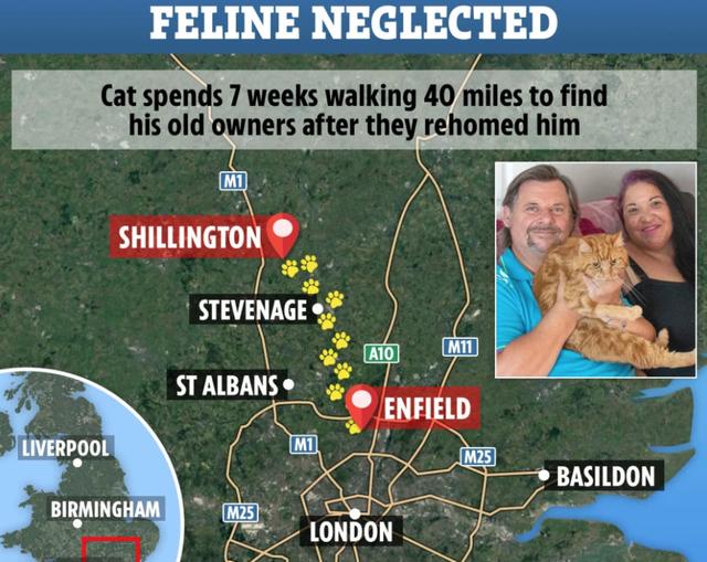 机灵！英国橘猫从新主人家出逃，花7周独行40英里，重回旧主人家