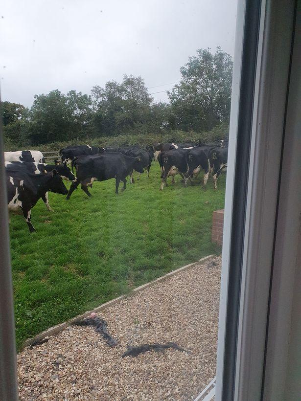 英妈妈睡醒被眼前一幕惊呆：50头牛践踏花园排便，排队欲进家门