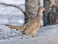 二手买卖 - 新鲜野鸡肉（pheasant）$19.00，有人有兴