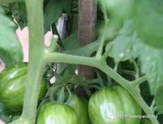 想吃番茄去后院就能摘到！最专业的番茄种植的