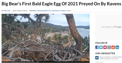 大熊湖2021年的第一颗秃鹰蛋被乌鸦捕食