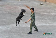 中国、白俄及哈国训犬师将参加&quot;忠实朋友&