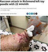 泰迪犬遭浣熊圍攻23處咬傷險喪命