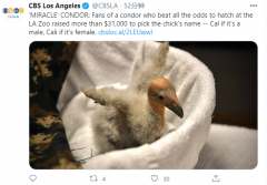 一个名字3.1万美金 洛杉矶动物园刚出生的小秃鹰