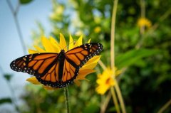 加州帝王蝶濒临灭绝 数量骤降至历史最低