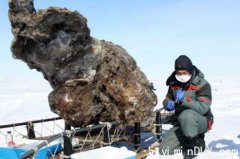俄罗斯冻土带现封存万年猛犸象躯体 保存完好当