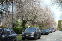 网友实拍:温哥华的樱花街开了(图)