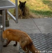 狐狸一家搬進後院 這主人的做法絕