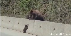 萌萌噠!惠斯勒3小熊跟媽媽過馬路