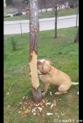 猫咪躲到了树上，狗狗为了让它下来，竟试图咬