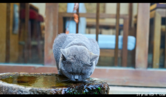 蓝猫成为流浪猫后，连舔罐盖子的资格都没有，