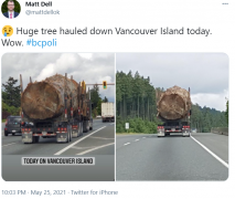 一棵維島的巨樹照,引發BC省民眾怒