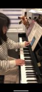 子女教育 - 友情推荐：钢琴教学教龄十五年 上海