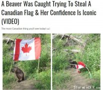 Oh,Canada海狸偷加拿大国旗太可爱