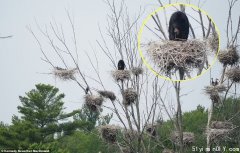 加國黑熊厲害!爬這麼高的樹掏鳥蛋