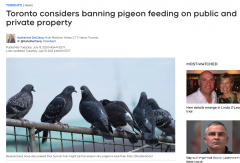 以后再喂鸽子就违法啦！多伦多拟出禁令：不能