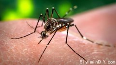多伦多皮尔两地发现阳性蚊子 对这类病毒也不可