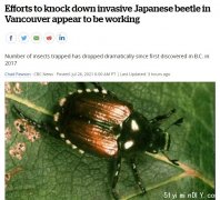 發現日本甲蟲後 可把溫村人嚇壞了