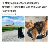 快看!加拿大机场＂打工仔＂简直萌化