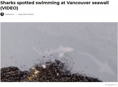溫哥華驚現多條鯊魚 沿著海堤游過