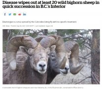 BC野生大角羊感染罕见病毒接连死亡